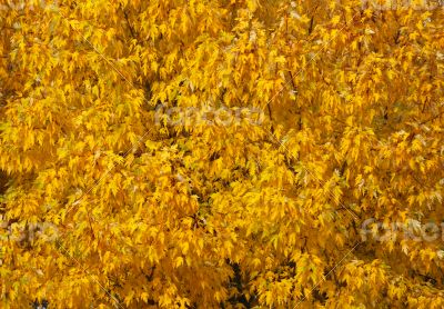 Autumn tree with abundant foliage yellow color ( background imag