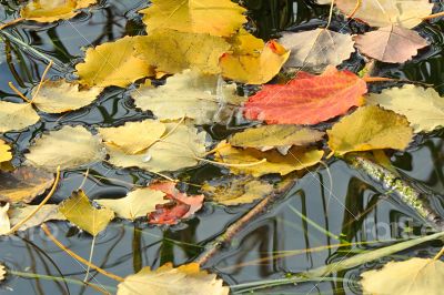 Fallen from the trees, the leaves on the surface of the water in