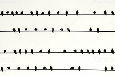 Swarm of birds in a Row 