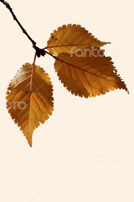 Birch leaf isolated