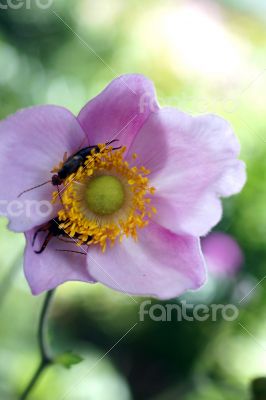 Japanese anemone