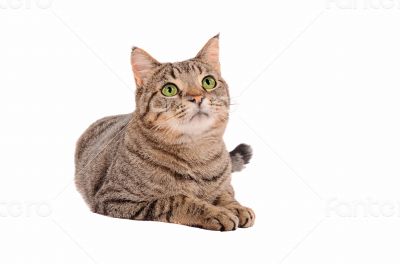 Bright green eyed tabby cat on white background