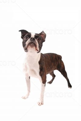 Boston Terrier Dog Standing on White