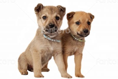 Two cute mixed breed puppies on white