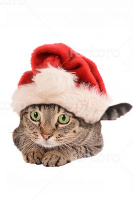 Cute Tabby Cat In a Christmas Hat - holiday theme