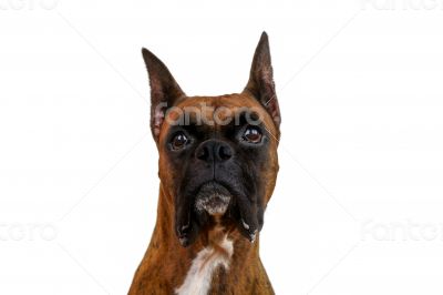 Boxer Dog 