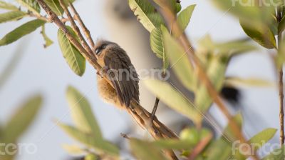 Sleepy Speckled Mousebird