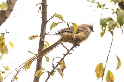 Speckled Mousebird