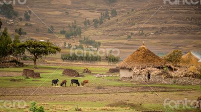 Life in the countryside