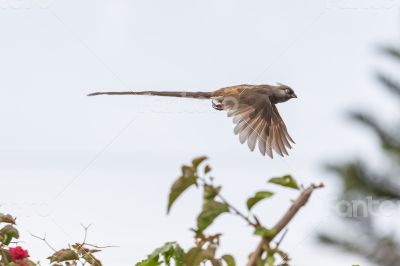 Speckled Mousebird in flight