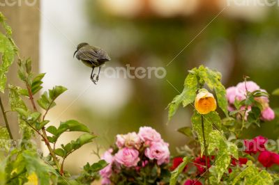 A Robin hopping in mid air