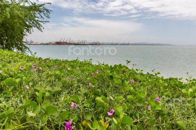 Red sea shores