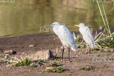 Little Egrets