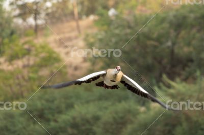 Egyptian Goose in flight