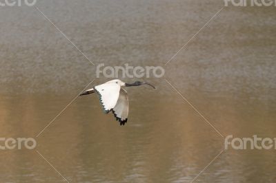White Ibis in flight