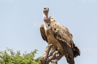 Vulture