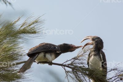 Two African Grey Hornbills fighting with their beak
