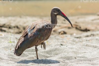 Wattled Ibis 
