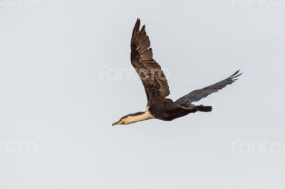 Great Cormorant