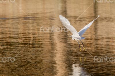 Little Egret in flight