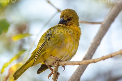 R&Atilde;&frac14;ppell`s Weaver