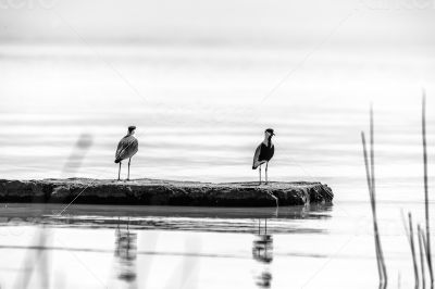 Two birds on lake Langano