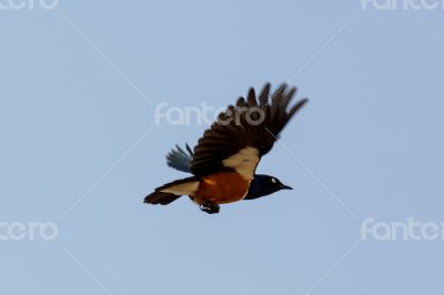 Superb Starling during flight