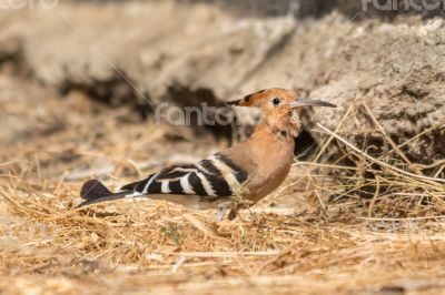 Hoopoe