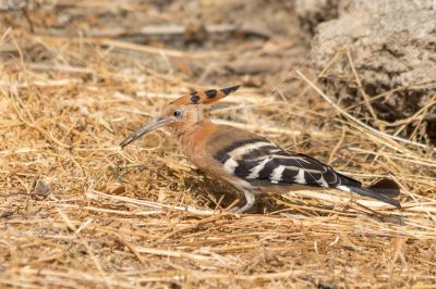 Hoopoe