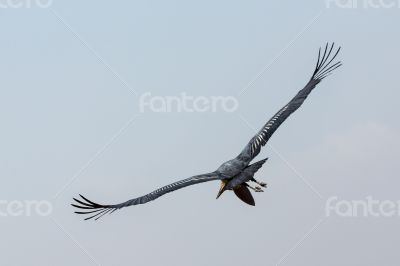 Marabou Stork in flight