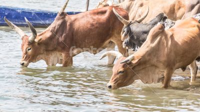 Cattle drinking water