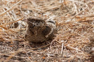 Slender-tailed Nightjar 