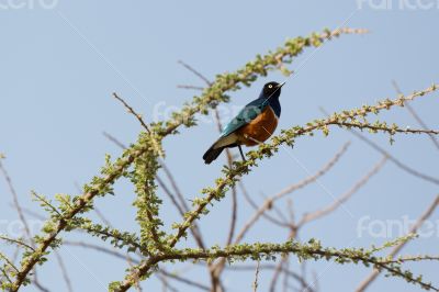 Superb Starling