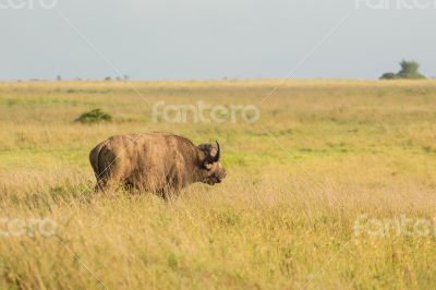 Buffalo in the wild