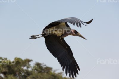 Marabou Stork in flight