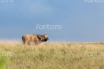 Buffalo in the wild