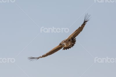 Vulture in flight
