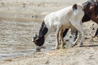 Goats drinking water