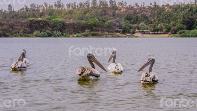 Pelicans swimming