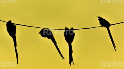Speckled Mousebird hanging on wire