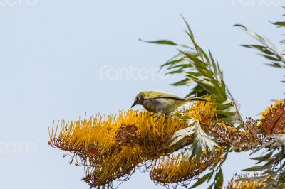 A yellow Robin on a tree