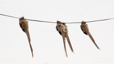 Speckled Mousebird hanging on wire