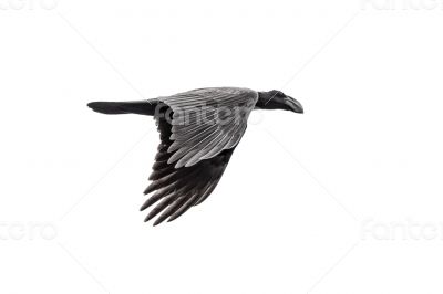 A crow in mid flight