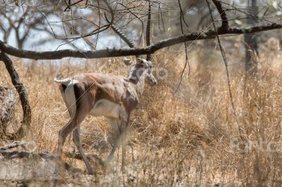 Grant`s gazelle