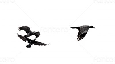 The Chase The Chase