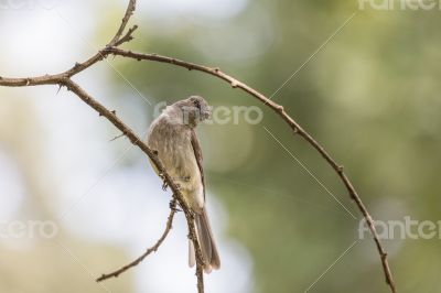 Common Bulbul on a twig Common Bulbul on a twig