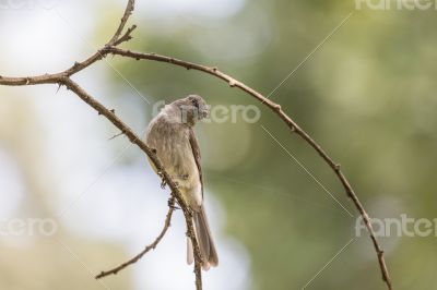 Common Bulbul on a twig