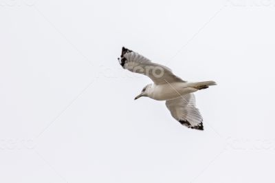 A white seagull flying up in the air