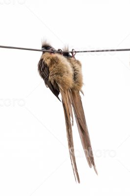 Speckled Mousebird hanging on wire