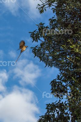 Speckled Mousebird in flight